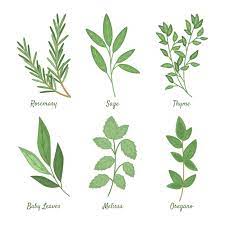 Herbs Vectors Ilrations For Free