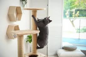 Cat Tree Stock Photos Images