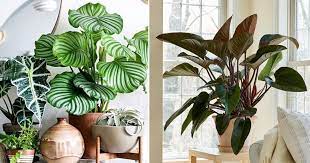 Indoor Plants With Big Leaves