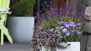 These Stunning Container Plants Can