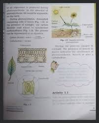 During Photosynthesis