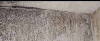 Black Mould What Causes Black Spot