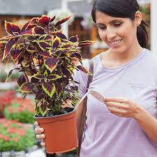 How To Read A Plant Tag The Home Depot