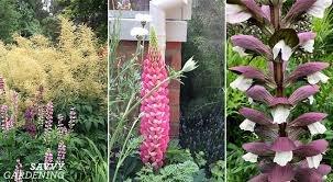 Tall Perennials Adding Height To The