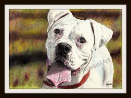 White Boxer Color Pencil Dog Drawing