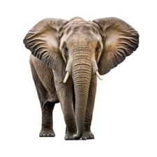 Elephant Png Images 5000