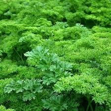 How To Grow An Indoor Herb Garden