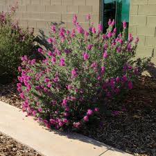 6 Flowering Full Sun Desert Plants To