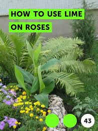 Learn How To Use Lime On Roses How To