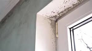Easy S To Remove Black Mould From