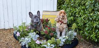 Dog Friendly Flowers