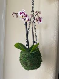 Small Hanging Orchid With Moss Ball