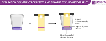 Separation Of Pigments Of Leaves And