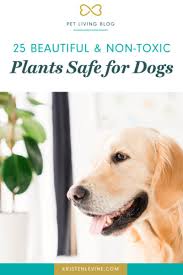 25 Non Toxic Plants For Dogs Pet Living