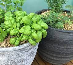 How To Grow A Herb Pots Eco Organic
