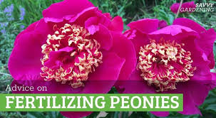 Fertilizing Peonies For Sier Stems