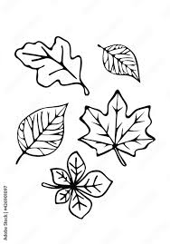 Vector Fall Leaves Set Of Autumn Trees