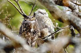 Beacon Hill Park As Young Owls Learn