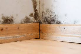 Signs You Could Have Black Mold In Basement