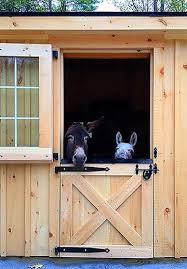 Miniature Horse Donkey Mule Barn
