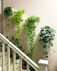 Beautify Your Walls With Plants