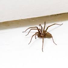 Keep Spiders Out Of Your Basement