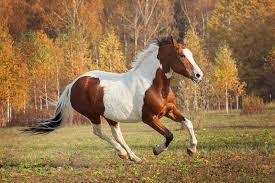 Paint Horse Info Pictures