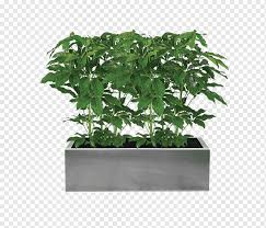 Green Leafed Plant In Gray Plant Box