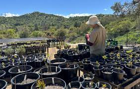 The Plant Nursery At Descanso Gardens