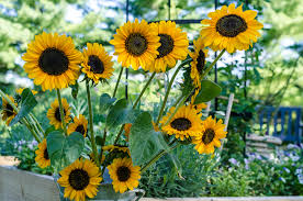 Growing Sunflowers Soraya Peach