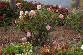 Rose Garden Design And Installation In