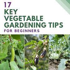 Vegetable Gardening Tips For Beginners