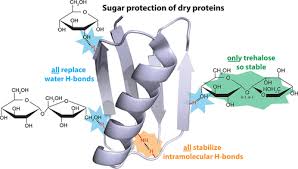 Sugars Protect Dry Protein Structure