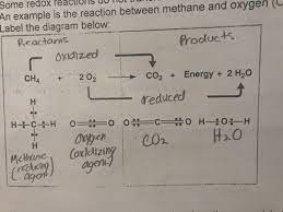 Ap Bio Chapter 9 Cellular Respiration