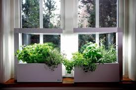 Autonome Tregren Herbie Blanc 6 Plantes