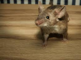 Mouse Sounds Identification Pest