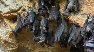 A Groups Of Bats Hang On A Wall At The