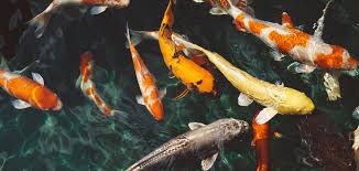 Koi Carp The Fish That Conquered The