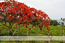 The Flamboyan Tree A Puerto Rico Icon