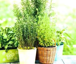 Growing Herbs In Small Spaces From