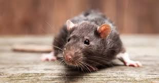How To Stop Rats And Mice From Invading