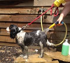 Mixer Tap Proves Great For Dog Washing