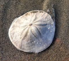 Sand Dollars More Than Just A Cool
