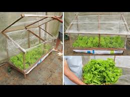 Growing Vegetables In A Mini Greenhouse