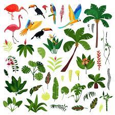 Jungle Plants Images Free On