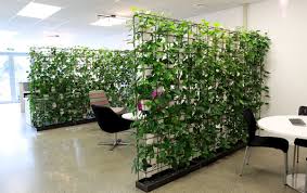Plant Walls For Your Office