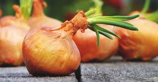 Growing Onions The Complete Guide To