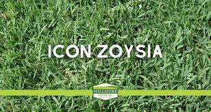 Icon Zoysia Willshire Farms
