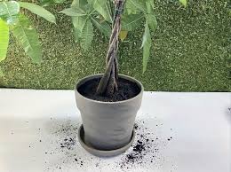 Best Soil Container For Your Money Tree