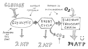 Animals Use Glucose And Oxygen